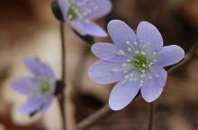 Three small purple flowers