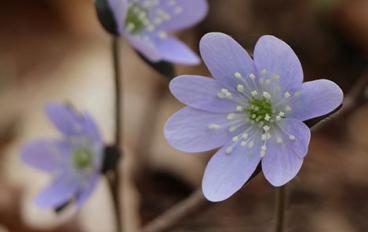 Three small purple flowers